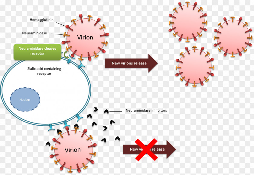 Action Neuraminidase Inhibitor Influenza Oseltamivir Virus PNG