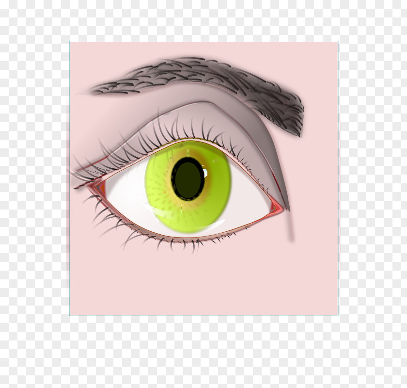 Eye Eyebrow Clip Art PNG