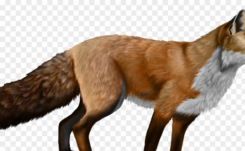 Fox Red Dog Canidae Fur PNG