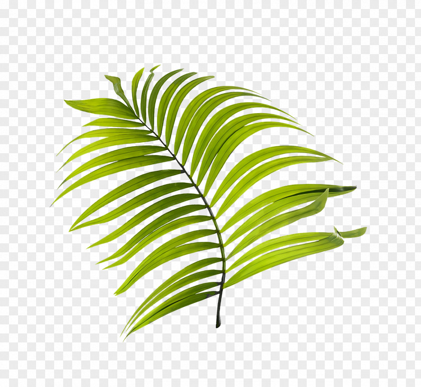 Leaf Plant Stem M-tree Line Tree PNG