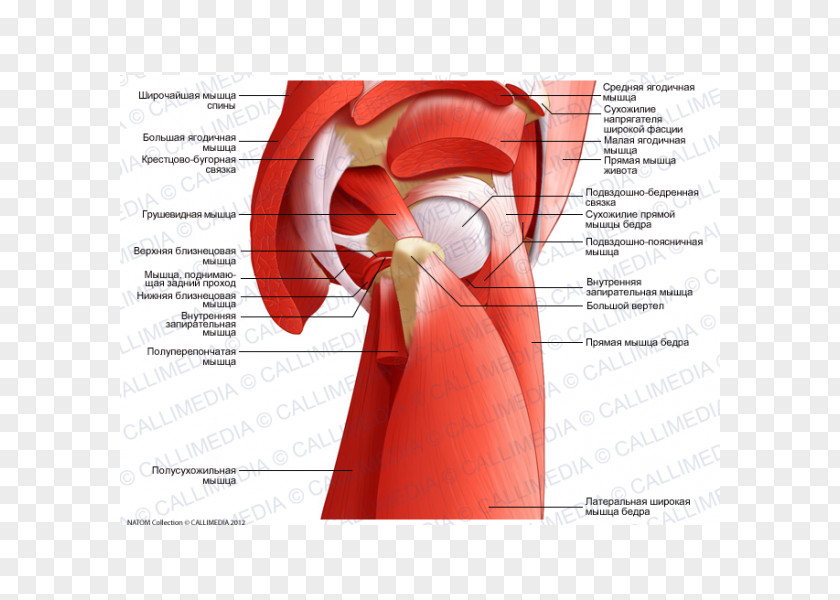 Muscles Of The Hip Adductor Tendon Anatomy PNG