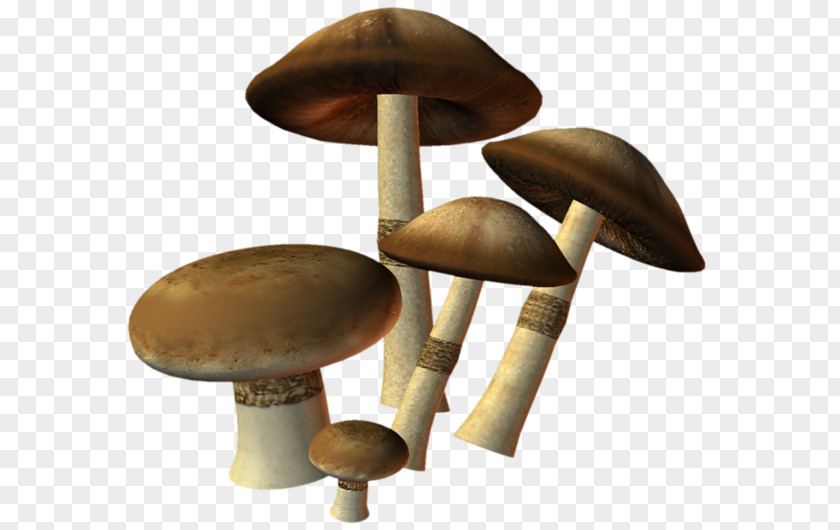 Mushroom Edible Oyster Fungus PNG