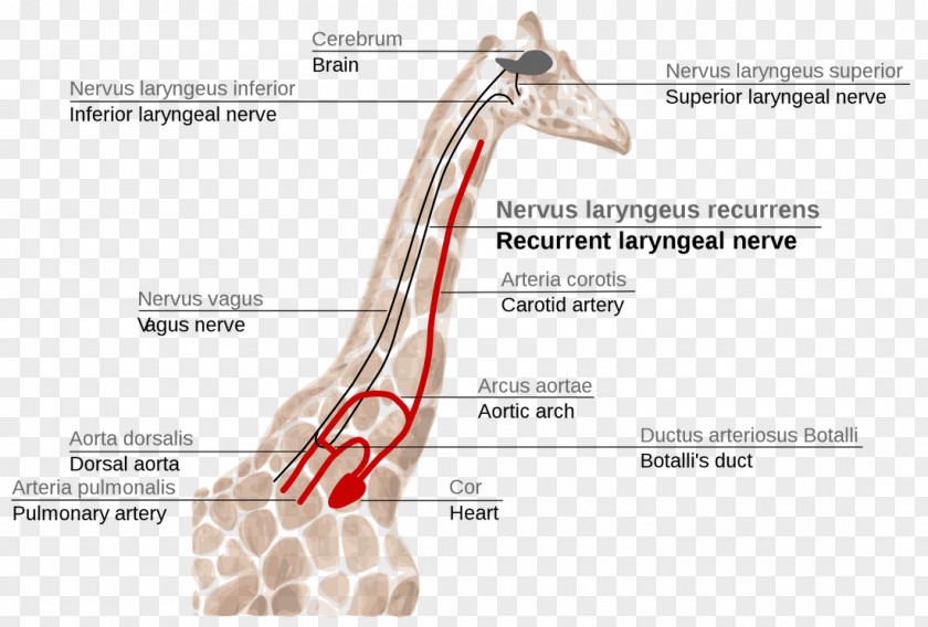 Nerve Structure Giraffe Recurrent Laryngeal Superior Larynx PNG