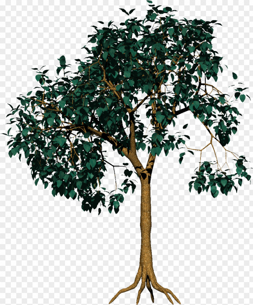 Tree Photography Branch PNG