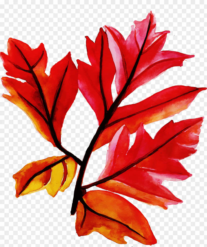 Vascular Plant Twig Leaf Red Tree Woody PNG