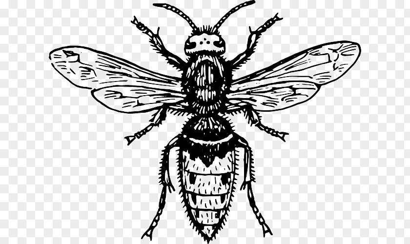 Wasp Hornet Characteristics Of Common Wasps And Bees Tattoo PNG