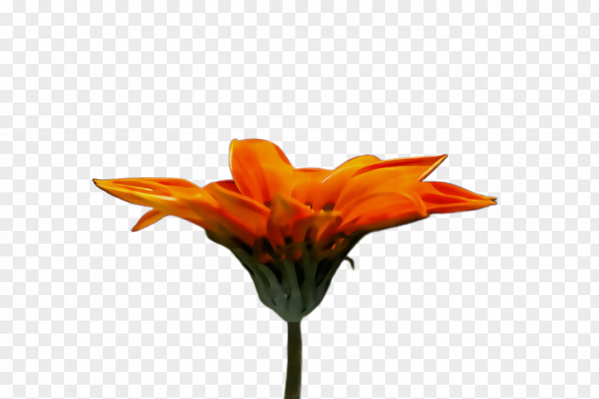 Wildflower Lily Family Cut Flowers Plant Stem Petal Plants PNG