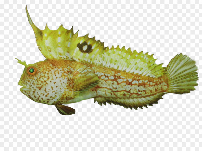 Dota Fauna Terrestrial Animal Fish PNG