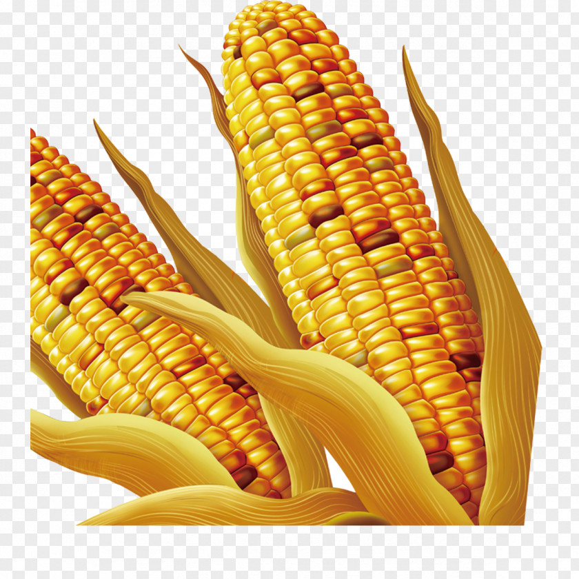 Golden Corn Maize PNG
