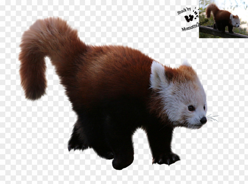 Haircut Red Panda Giant Clip Art PNG