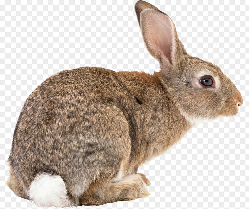 Rabbit Flemish Giant Rex Holland Lop PNG