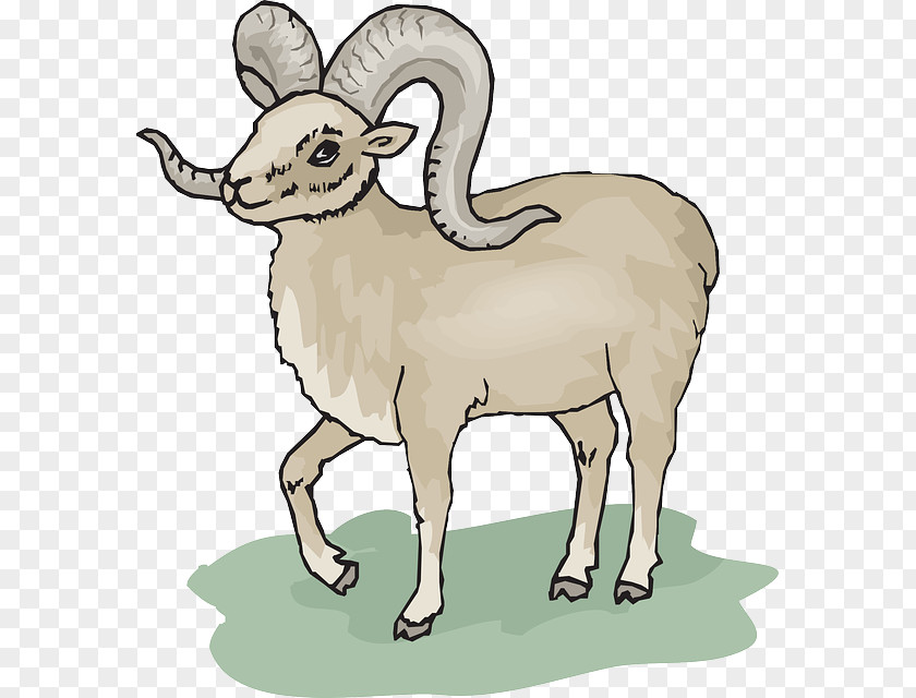 Sheep Bighorn Goat Clip Art PNG