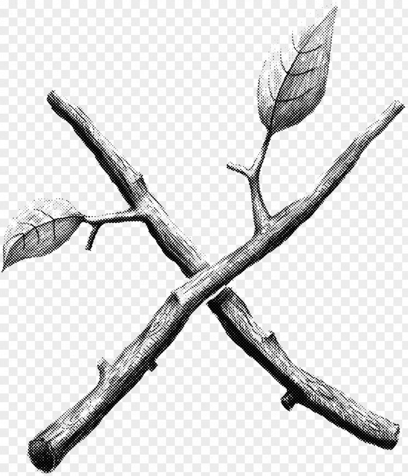 Tea Leaf Twig Drawing Plant Stem /m/02csf PNG