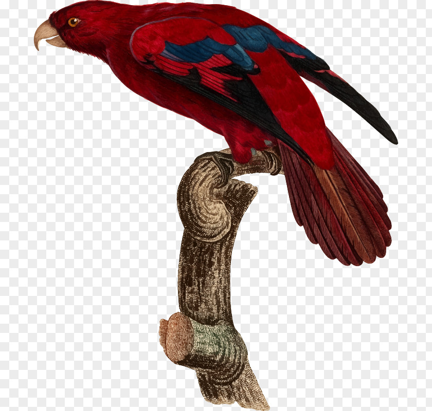 Tropical Clipart Bird Parrot Beak Feather Animal PNG