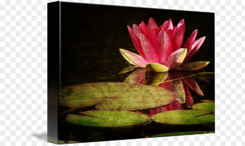 Water Lilies Flower Still Life Photography Gallery Wrap Petal PNG
