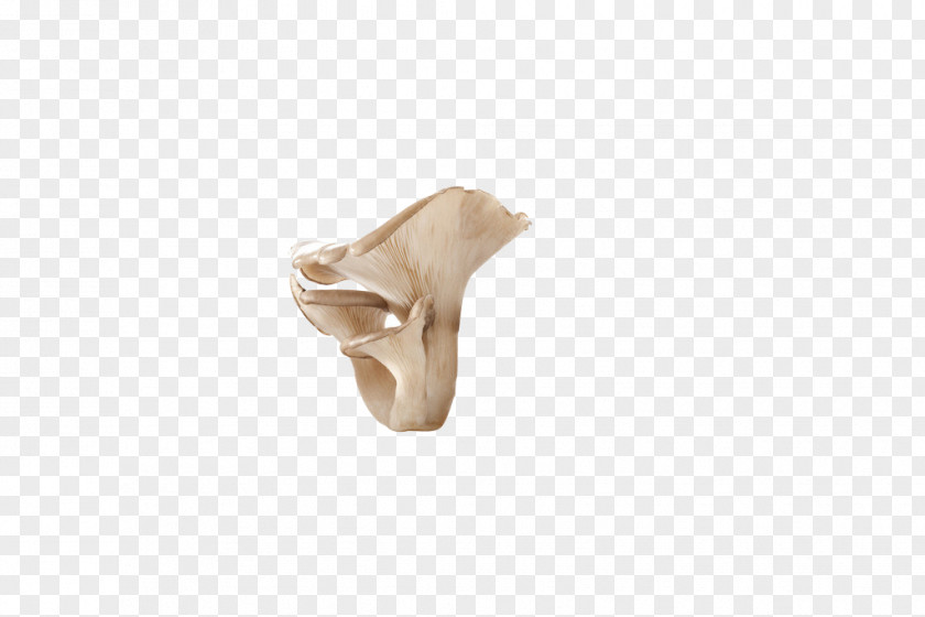 A High-definition Image Of Fresh Mushroom Joint Beige PNG