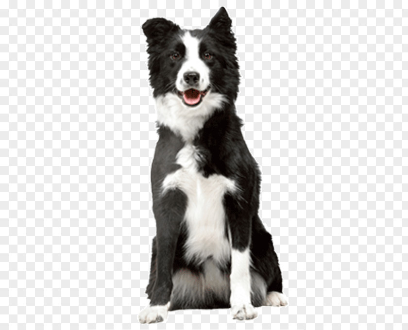 Cat Food Border Collie Puppy Veterinarian PNG