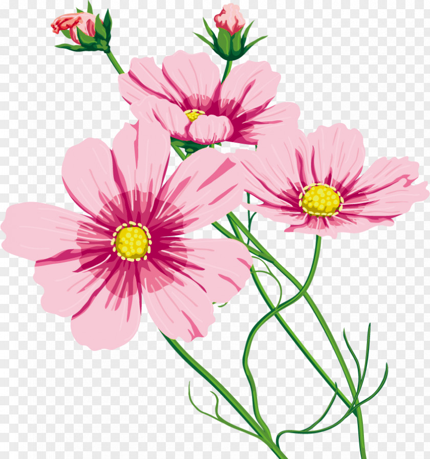 Chrysanthemum Garden Cosmos Cut Flowers 命のいしずえ Marguerite Daisy PNG