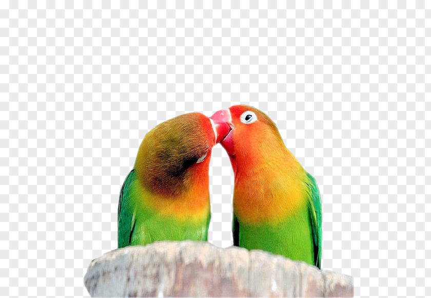 Lovebird Quotation Loriini Parakeet PNG