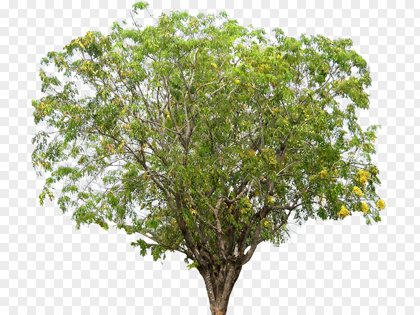 Plumeria Narra Tree Dalbergieae Rosewood PNG