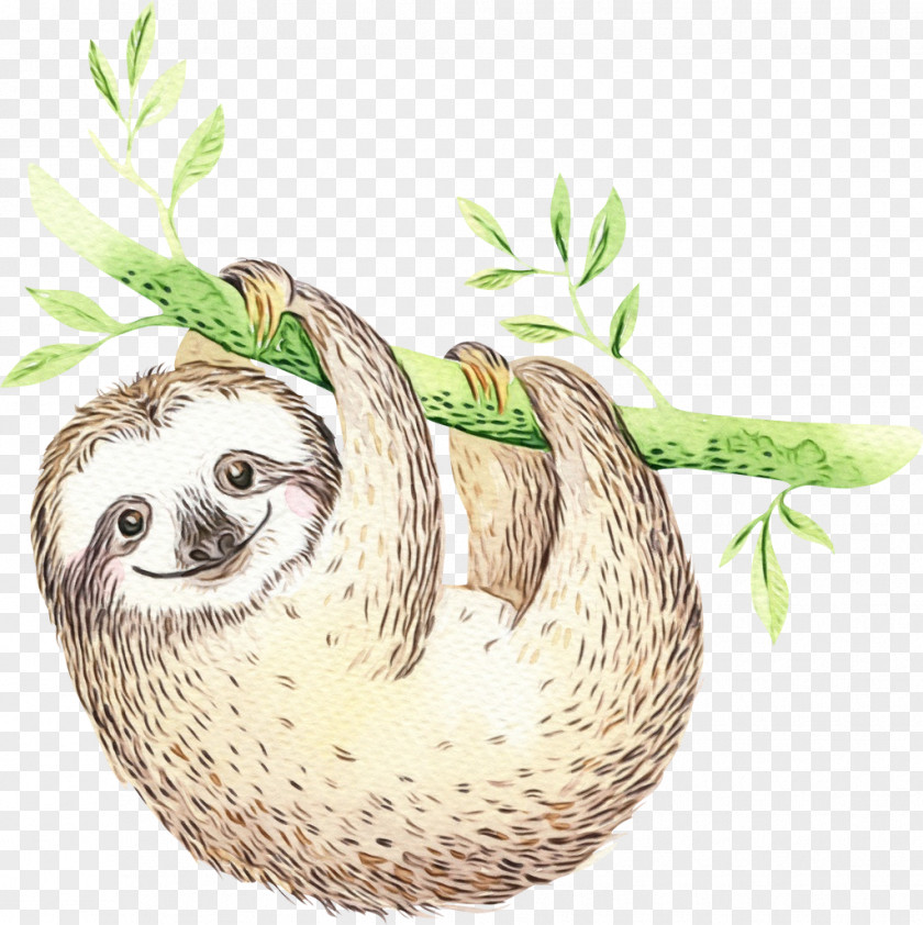 Sloth Three-toed Two-toed Plant Drawing PNG