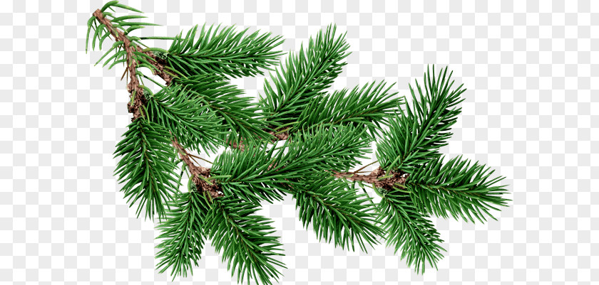 Branch Fir Tree PNG Tree, green and brown leaf plant clipart PNG