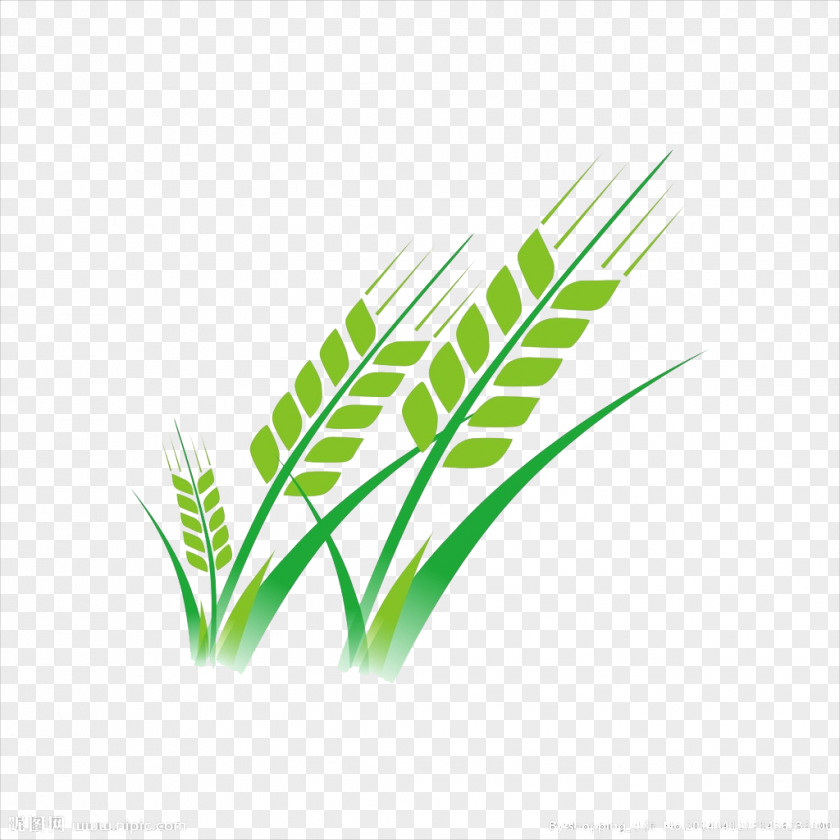 Green Wheat PNG