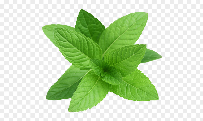 Oil Peppermint Essential Herb Mint Leaf PNG