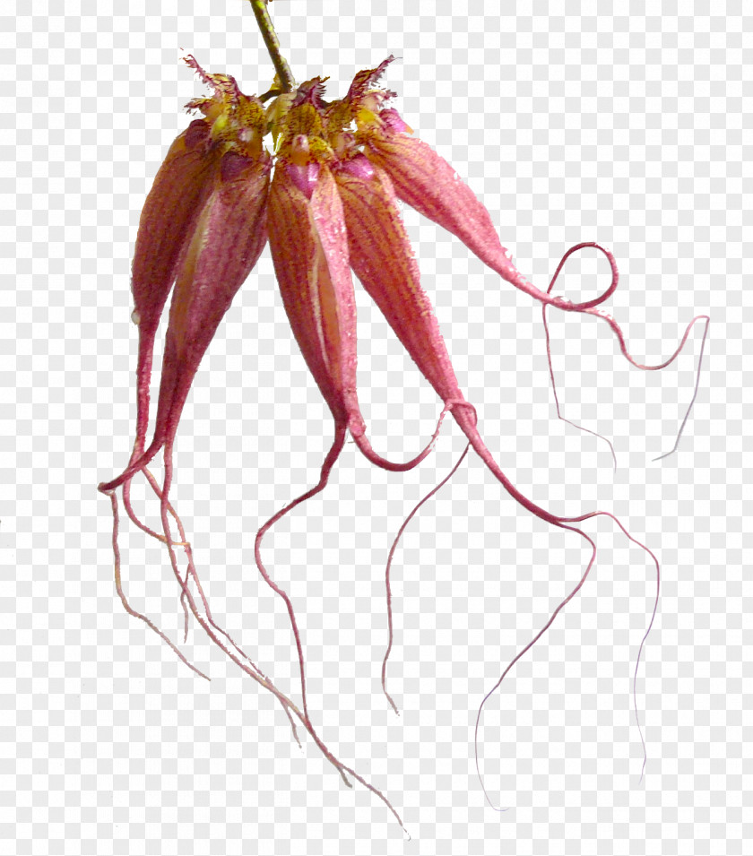 Orchid Flower The Emotion Code Fear Plant Orchids PNG