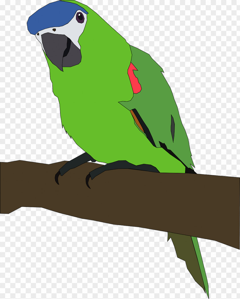 Parrot Bird Desktop Wallpaper Clip Art PNG