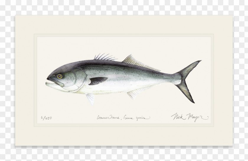 Sardine Mackerel Bluefish Yellowfin Tuna Oily Fish PNG