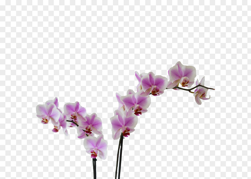 Tak Moth Orchids Cut Flowers Violet Kleurplaat PNG