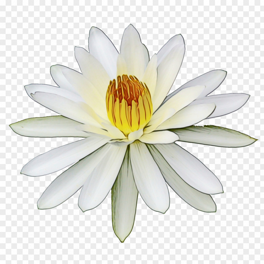 Flowering Plant Fragrant White Water Lily Petal Flower Aquatic PNG