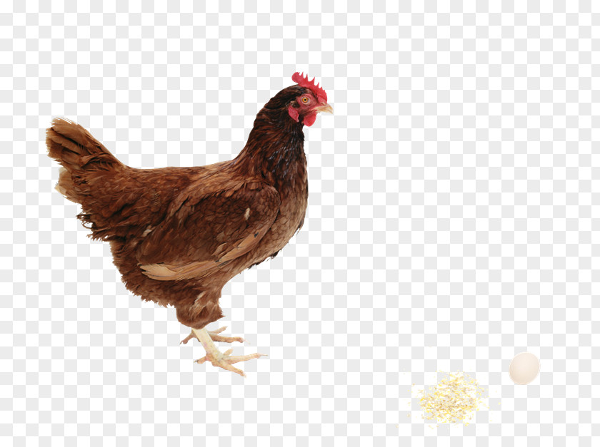 GALLOS Rhode Island Red Broiler Poultry Farming Farm Animals: Chickens PNG