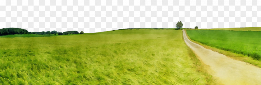 Natural Environment Field Grassland Green Pasture Land Lot Grass PNG