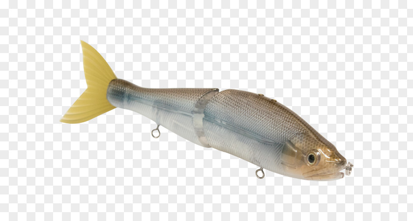 Spoon Lure Milkfish Osmeriformes Herring Oily Fish PNG