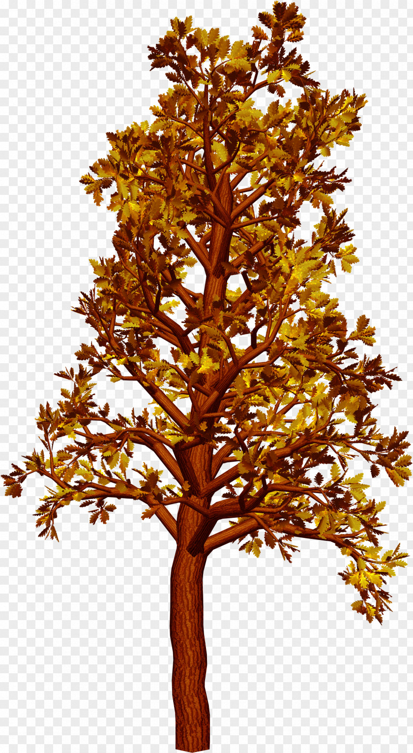 Autumn Tree PNG