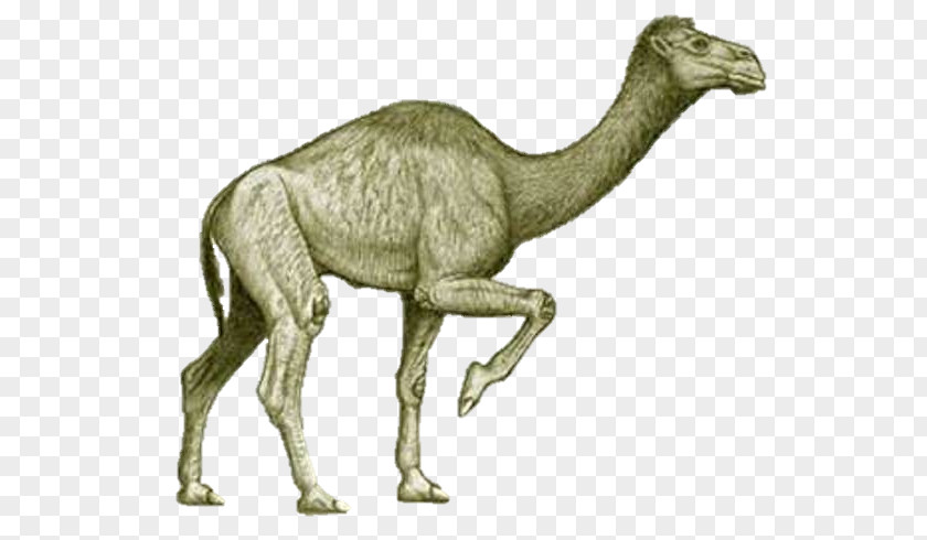 Bactrian Camel Camelops Extinction Pliocene Titanotylopus PNG
