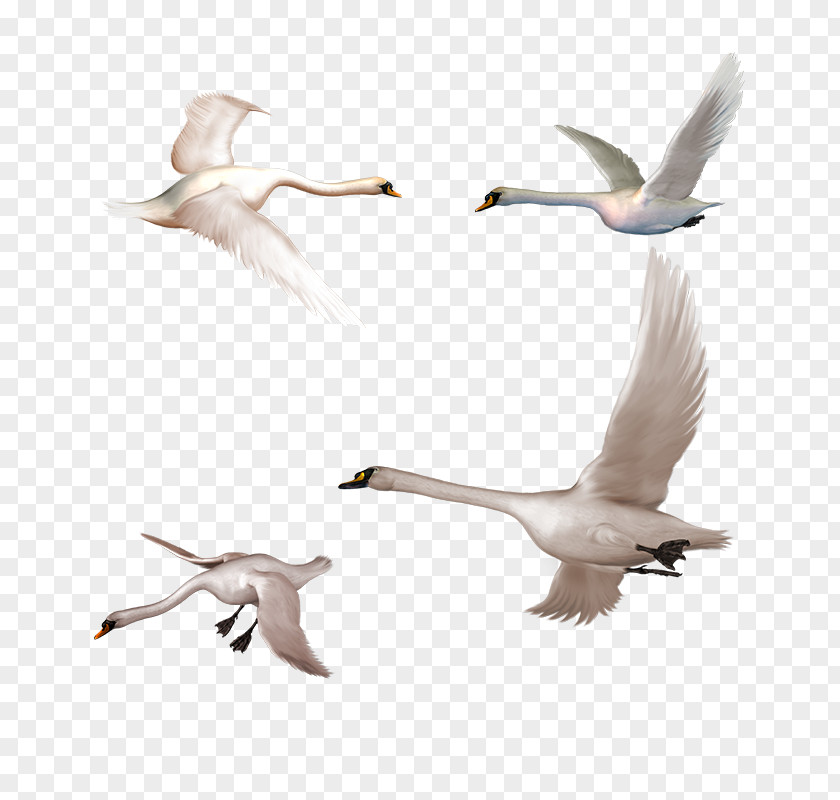 Four Swans Cygnini Clip Art PNG