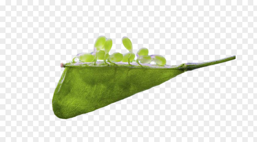 Leaf Plant Stem Plants Science Structure PNG