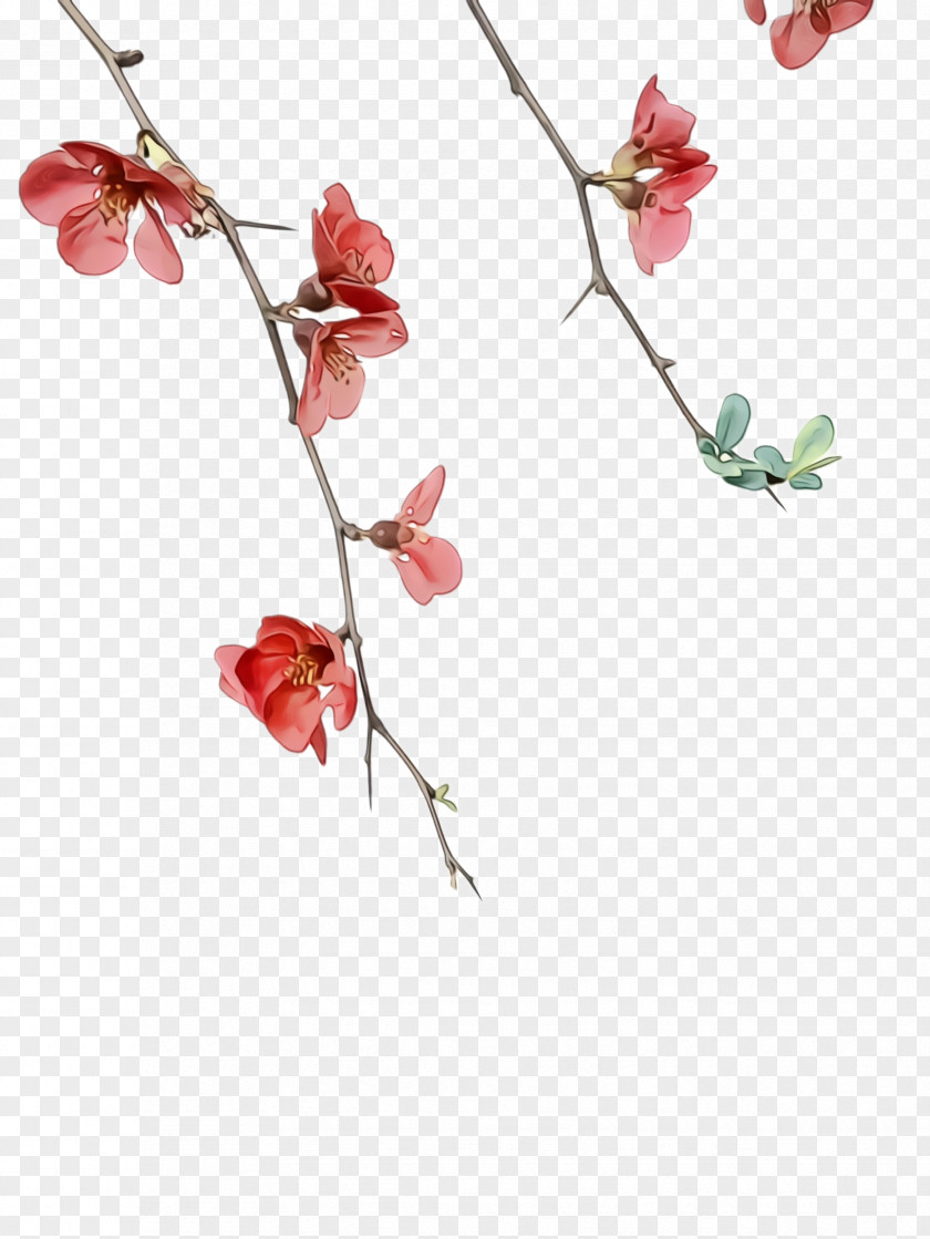 Moth Orchid Prickly Rose Watercolor Flower Background PNG