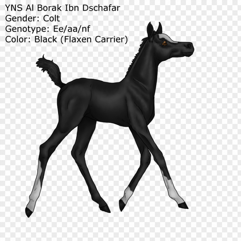 Mustang Foal Puppy Border Collie Stallion PNG