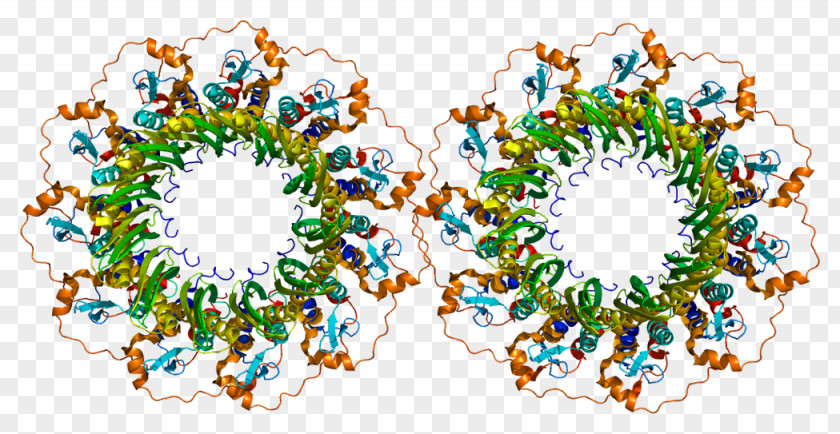 RAD52 Homolog (S. Cerevisiae) Replication Protein A Structure PNG