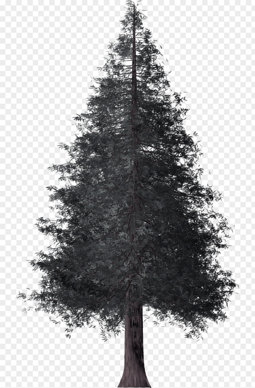 Tree Shortleaf Black Spruce Balsam Fir White Pine Yellow PNG