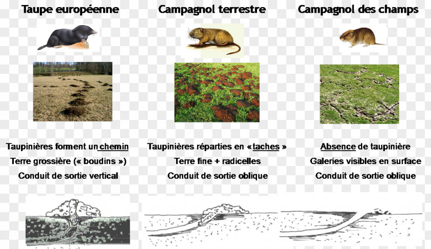 European Water Vole Rodent Mole Krysa PNG