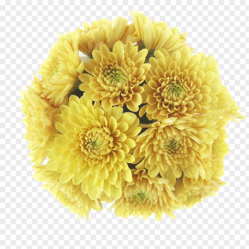 Open The Chrysanthemum Buk District OPEN Transvaal Daisy Clip Art PNG