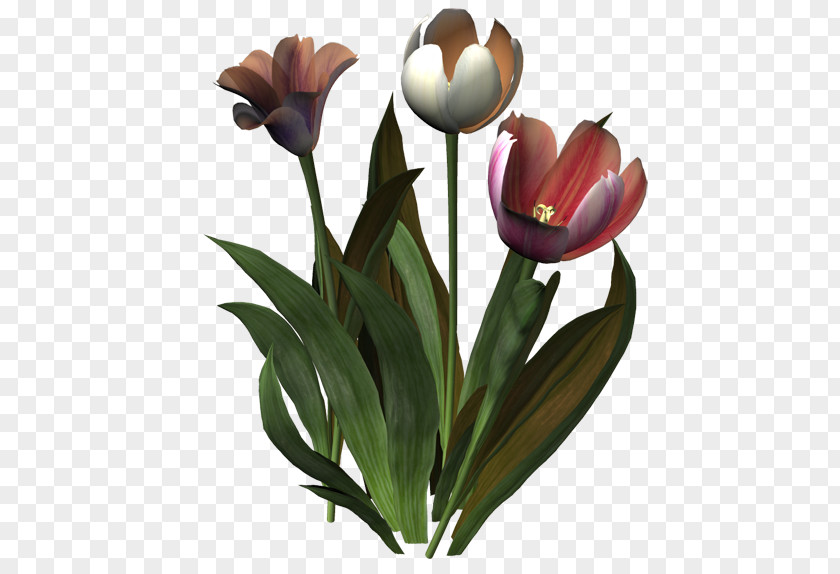Tulip Flower Ping Clip Art PNG