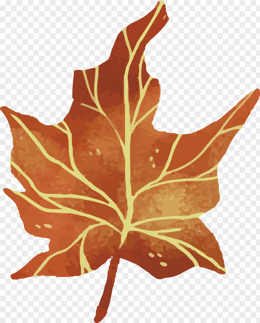 Autumn Leaves Leaf Euclidean Vector PNG