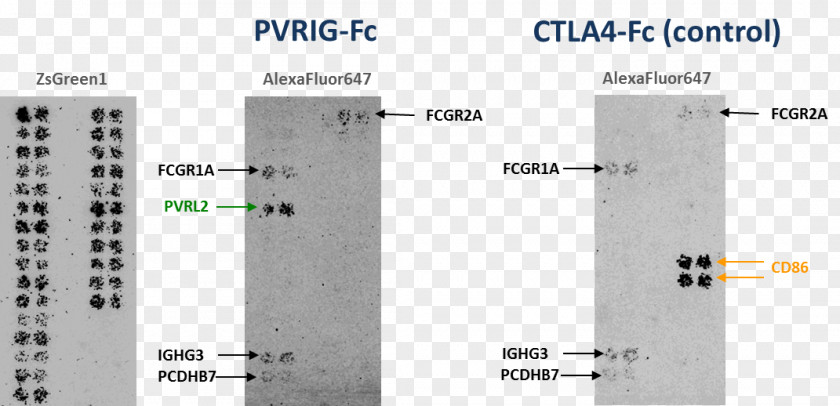 Immune Checkpoint System Retrogenix Immunotherapy Cell PNG