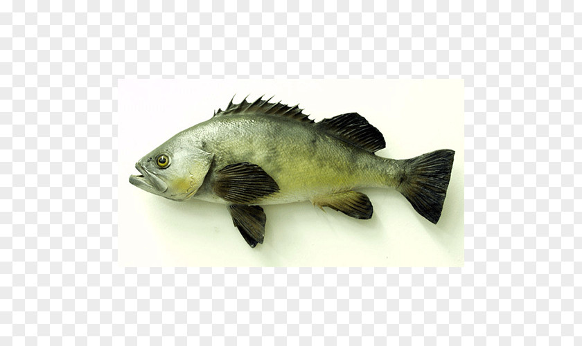 Tilapia Fish Products Barramundi Perch Oily PNG